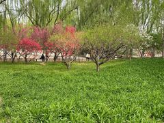-莲花池公园