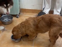 -Let's go狗咖·猫咖·奶狗·桌游(春熙路IFS店)
