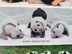 -都江堰中华大熊猫苑
