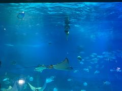 -烟台海昌鲸鲨海洋公园