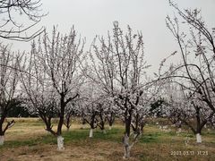 -汉长安城未央宫国家考古遗址公园