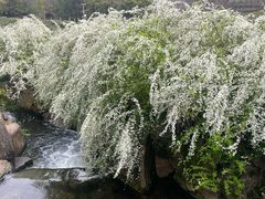 -中国茶叶博物馆(双峰馆区)