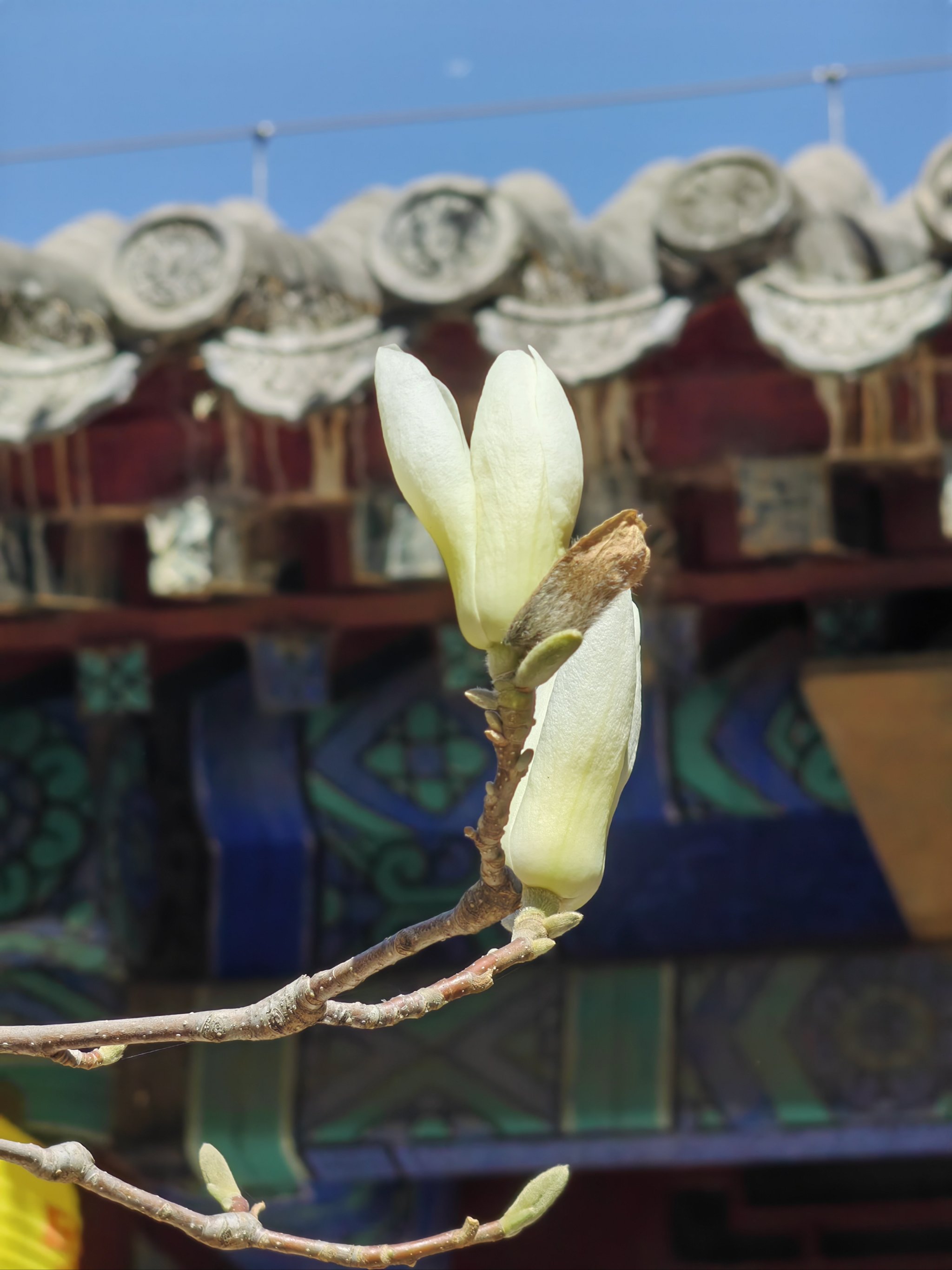 北京大觉寺古玉兰图片