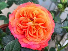 -龙大花卉苗木市场