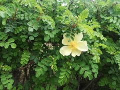 -延安杨家岭革命旧址