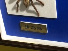 -上海昆虫博物馆