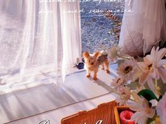 -安德鲁户外烧烤帐篷营地(马泉营店)