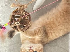 -小猫来了·猫舍(红山六九七九店)