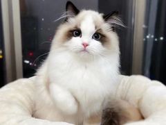 -欣宠猫屋·矮脚拿破仑·蓝金金渐层