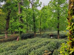-野蔓果·山野菜(西湖景区·龙井茶田店)