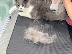 -爱洗澡的猫(望京店)