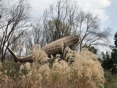 -西湖风景区-江洋畈生态公园