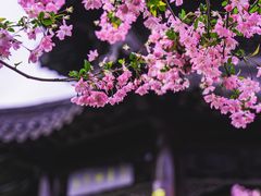 -莫愁湖公园