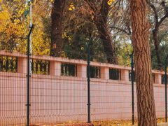 -三里屯东五街银杏大道