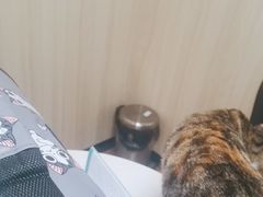 -瑞派紫金宠物医院24小时·骨科·中兽医·重症转诊中心(番禺大石院)