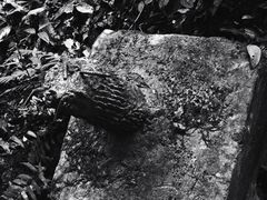 -西双版纳原始森林公园