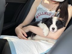 -翊宠yipet猫狗购宠庄园犬舍•猫舍