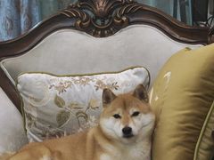 -美联众合动物医院·24h京西诊疗中心