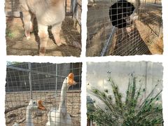 -意大利农场度假村