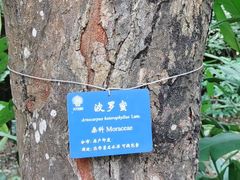 -中国科学院西双版纳热带植物园