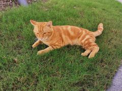 -九鼎轩脆毛肚火锅(南京东路店)