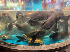 -魏铭鱼头捞饭(晋阳路店)