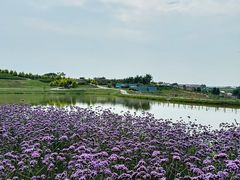 -空港花田景区
