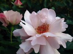 -人民公园(罗湖区)