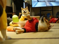 -逗柴咖啡屋·狗咖猫咖宠物桌游