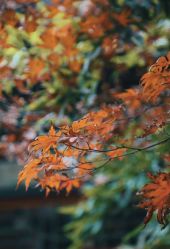 -颐和宾馆宴会厅