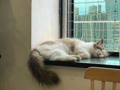 -楼上猫咖(罗湖店)