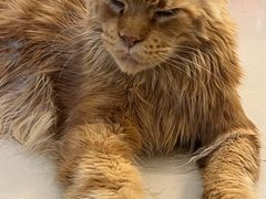 -平行世界·猫咖(首经贸店)