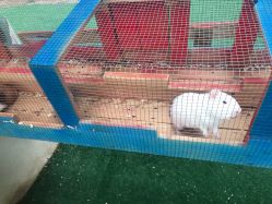 -萌宠亲子动物乐园(槐房万达店)