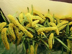 -王婆炒鱼(总店)