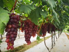 -金谷域澳洲庄园