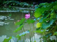 android_upload_pic-陈家山荷花公园