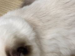 -中农大我爱我爱动物医院·核磁CT·猫病·24小时夜诊中心(石佛营店)