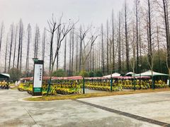 -黄海国家森林公园