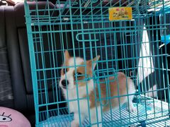 -翊宠yipet猫狗购宠庄园犬舍•猫舍