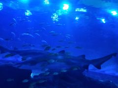 -成都浩海立方海洋公园