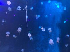 -锦艺城海洋馆