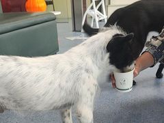 -顺强宠物诊所·狂犬免疫·夜诊·骨科(嘉定店)