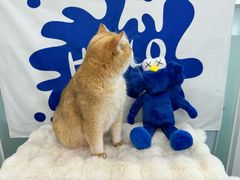 -爱洗澡的猫(望京店)