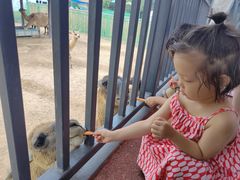 -西霞口神雕山野生动物世界