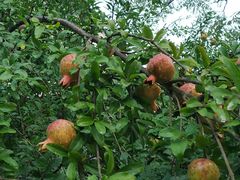 -陶祖圣境风景区
