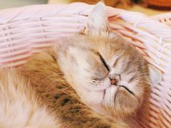 -滚猫咖啡·猫咖·猫友好撸猫(未来城店)