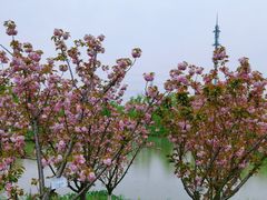-九科绿洲