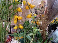 -茶马花街(城西银泰城店)