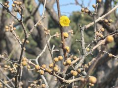 -无锡梅园公园