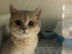 -lincat·猫舍(广州店)